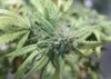 ROBERT DeBERRY/Frontiersman A marijuana plant grown in the
Valley is near the end of its growth cycle and will soon been
clipped off the plant to dry.