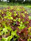 Leaf lettuce lends brilliant colors to the upper field at Moonstone Farm in Palmer on Saturday. Leafy greens are in abundance at farm stands around the Valley now. Mark Kelsey/For the Frontie