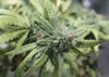 State and local officials have begun discussions about what rules to put in place now that marijuana is about to be legal in Alaska. Frontiersman.com