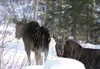 The winter has been hazardous for moose, as 353 have been killed
on roadways in the Valley, which represents the largest total in
biologists' recent memory. Photo by AMY MENEREY/Frontiersman.