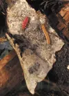 The adult and larva versions of the red flat bark beetle, one of the hardiest organisms in Alaska. Photo by Ned Rozell