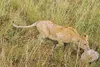 Courtesy photo A lion cub makes off with the hat of columnist
Bruce Sallan while on safari in Africa.
