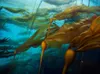 Varieties of kelp are seen underwater. A U.S. Department of Energy-funded project will investigate whether kelp and other seaweed in the waters off Alaska's Prince of Wales Island can absorb 