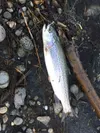 A typical stocked catchable (8-10 inch) rainbow trout caught from a Mat-Su Valley lake. Small spinners, worms, salmon eggs, flys and jigs will all take hungry May trout. Check regulations to 