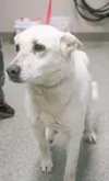 Needs a good home
