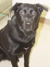 Pound puppy needs a home