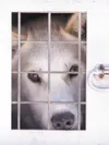 One of Lance Mackey’s dogs rest inside it’s dog box before the
start of Iditarod trail Sled Dog Race in Willow. The Willow Dog
Mushers Association will host its annual Canine Athlete Symposiu