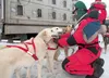 Bethel musher Joshua Klejka tends to his dogs before the start of the 2013 Junior Iditarod. Klejka is one of 10 mushers set to compete in the 2014 race. Frontiersman file photo
