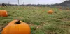 Fall Festival at the Reindeer Farm Jacob Mann/Frontiersman