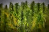 A hemp crop waits to be harvested in Lincolnshire for British CBD oil producer Crop England on Aug. 27, 2021, in Grantham, England. The farm supplies Crop England, a British CBD oil producer 