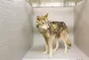 ROBERT DeBERRY/Frontiersman file photo One of 25 sled dogs taken
from the property of Doug Bartko in May.