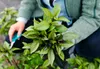 Cinnamon basil.