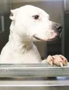 Adopt me!