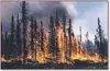 Spruce trees, such as these, that burn without falling pose
dangers to fire crews on the ground, who must avoid the weakened
trees when they do fall.Photo submitted by Alaska Fire Service