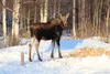 If the moose seem angrier than years past this late winter and early spring, it’s really not just your imagination, confirmed biologists and officials with the state’s Department of Fish and 