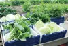 VICKI NAEGELE/For the Frontiersman Lettuce and greens are picked
and ready for sale from a local farm. Local vegetables could be
processed in Palmer if a center is built there. While there is