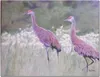 “Arctic Cotton Stroll” by Pat Jones Courtesy Pat Jones