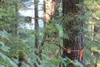 A tree in Whale Pass, Alaska, marked for a state timber sale is near a house. Photo by Katie Rooks.