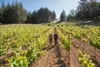 Photo courtesy of Clif Family Winery, one of the Napa Valley vineyards to adopt the new Napa Green Vineyard certification.