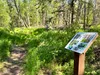 The Meadow Lakes Community Council recently received 40 acres of land from the Mat-Su Borough to add to the community park area, including a new trail system. Courtesy photo.
