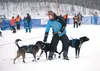 Rohn Buser, son of mushing legend Martin Buser, tends to his dog team before the start of this year’s Knik 200 Joe Redington Sr. Memorial Sled Dog Race. Frontiersman file photo