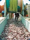 PHOTO: Courtesy NOAA Photo Library Cutline: A trawl catch of pollock at Stephens Passage in Alaska. Bioengineers have developed a new surgical sealant made from Alaska Pollock that is both mo