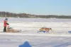 ROBERT DeBERRY/Frontiersman Musher Peyton Young makes his way
down the final stretch Saturday in Willow during the two-dog sled
dog race at the Willow Winter Carnival. Young finished eighth o