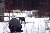 A Mat-Su Borough Animal Care and Regulations officer was in the
back yard of a Butte home Wednesday arfternoon trying to contain
loose reindeer. GENE JANSEN/Frontiersman
