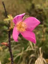 Late blooming wild rose, Anchorage. Courtesy of Bill Sherwonit