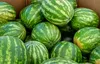 Many watermelon varieties should be dark green and vibrant in color with lighter green stripes. Photo by Zach Straw.