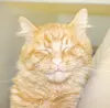 Purrrfect pet