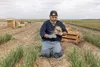 The fertile soil of clay and sand containing humus is perfect for onion growing. Ryan Humphries