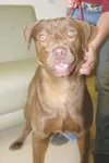 You want to adopt me … you want to adopt me …