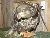 KENT BRISKE/for the Frontiersman Owls, waterfowl, eagles and a
merlin are in the center’s care.