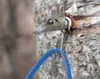 Birch sap drips into a bucket from a tapped tree at the Palmer Center for Sustainable Living. Two Birch Tree Tapping Workshops are offered April 20. The first is from 10 a.m. to noon, and the