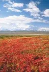 Open tundra covered with ripe berries can provide an ideal
hunting ground for those in pursuit of black bears. In much of Unit
14, the season opens the beginning of September. Frontiersman fi