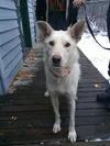 Cookie Alaska Animal Advocates