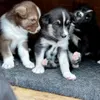 NPS photo of the 2022 Denali sled dog litter. Pictured are pups Bos'n, Dynamite, and Mike. Courtesy photo