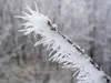 Rime frost on a twig off Alaska’s Elliot Highway in October.
(Photo by Ned Rozell)