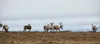 Caribou in the Arctic National Wildlife Refuge. Courtesy U.S. Bureau of Land Management
