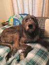 Find out more about McCoy by calling Angie at Alaska Animal Advocates at 841-3173. Courtesy Alaska Animal Advocates