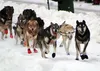 “None of us wants to see the dog teams hurt. It truly scares us that we might injure a team, hurt someone out there,” says Michele Stevens, president of the Alaska Snowmachine Alliance, who i