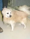 Perky pooch
