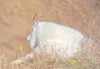 All mountain goat hunters will be required to complete a mountain goat identification course and accompanying quiz and carry proof of successful completion in the field this year. Courtesy of