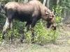 While moose are generally perceived to be less dangerous than bears, more people in Alaska are injured by moose than by bears each year. Moose will usually flee when threatened, but under cer