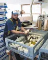 Tony Schmidt, owner of Triple D Farm &amp; Hatchery, took in
7,500 day-old chicks that were on their way to Korea when air
travel was halted last week. This single shipment is about double
th