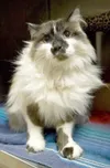 Needs a home