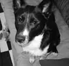 Speedy, twice rescued from the Mat-Su Borough Animal Care and
Regulation shelter, has found a home for life with a local Valley
family. Photo submitted by Eva Pollock