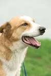 Adopt me!