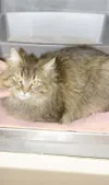 The purrr-fect pet